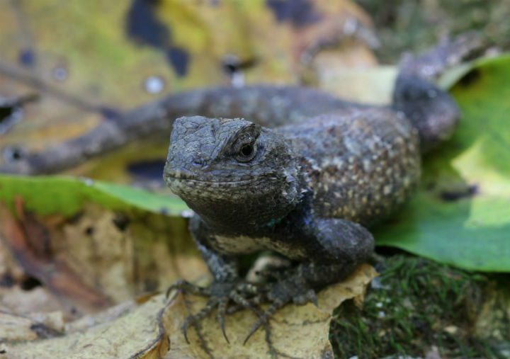 Eastern Fence Lizard